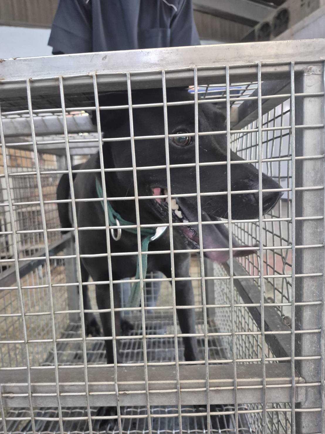 混種犬