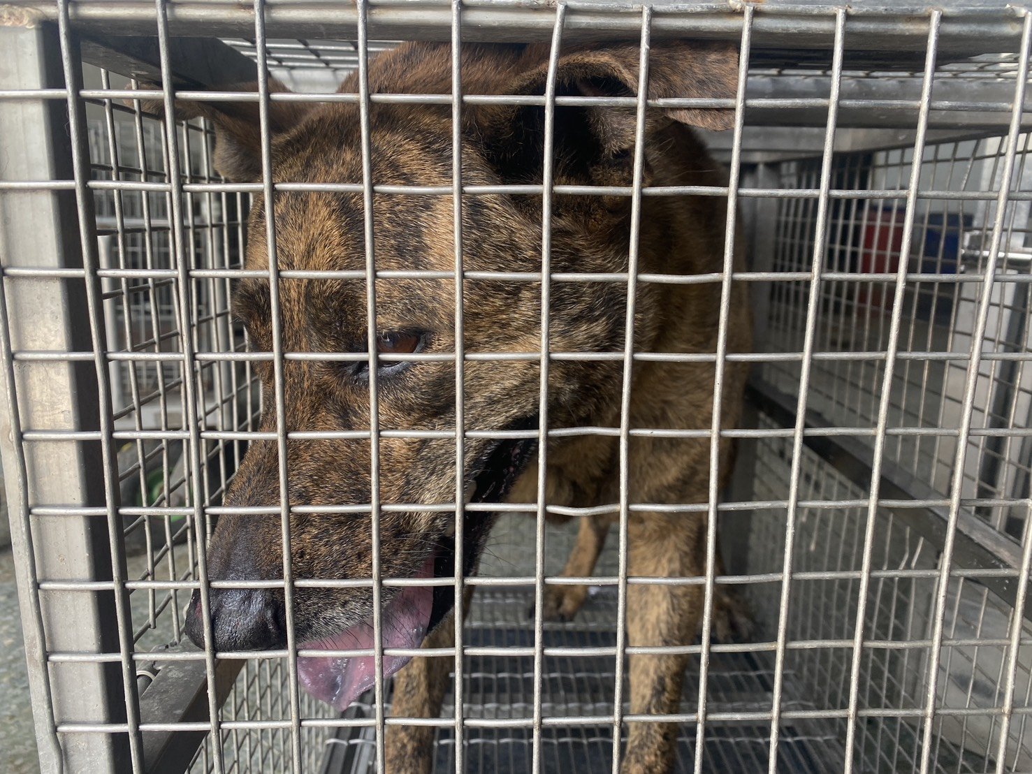 混種犬
