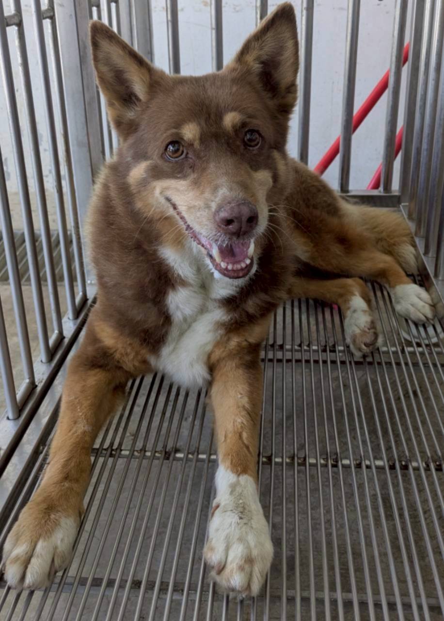 混種犬