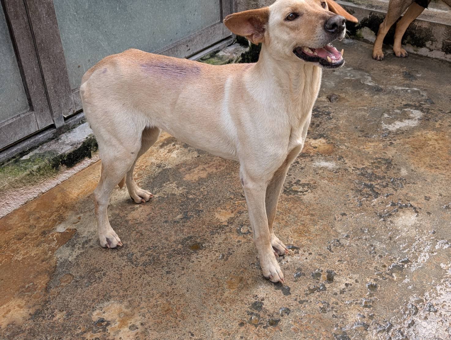 混種犬