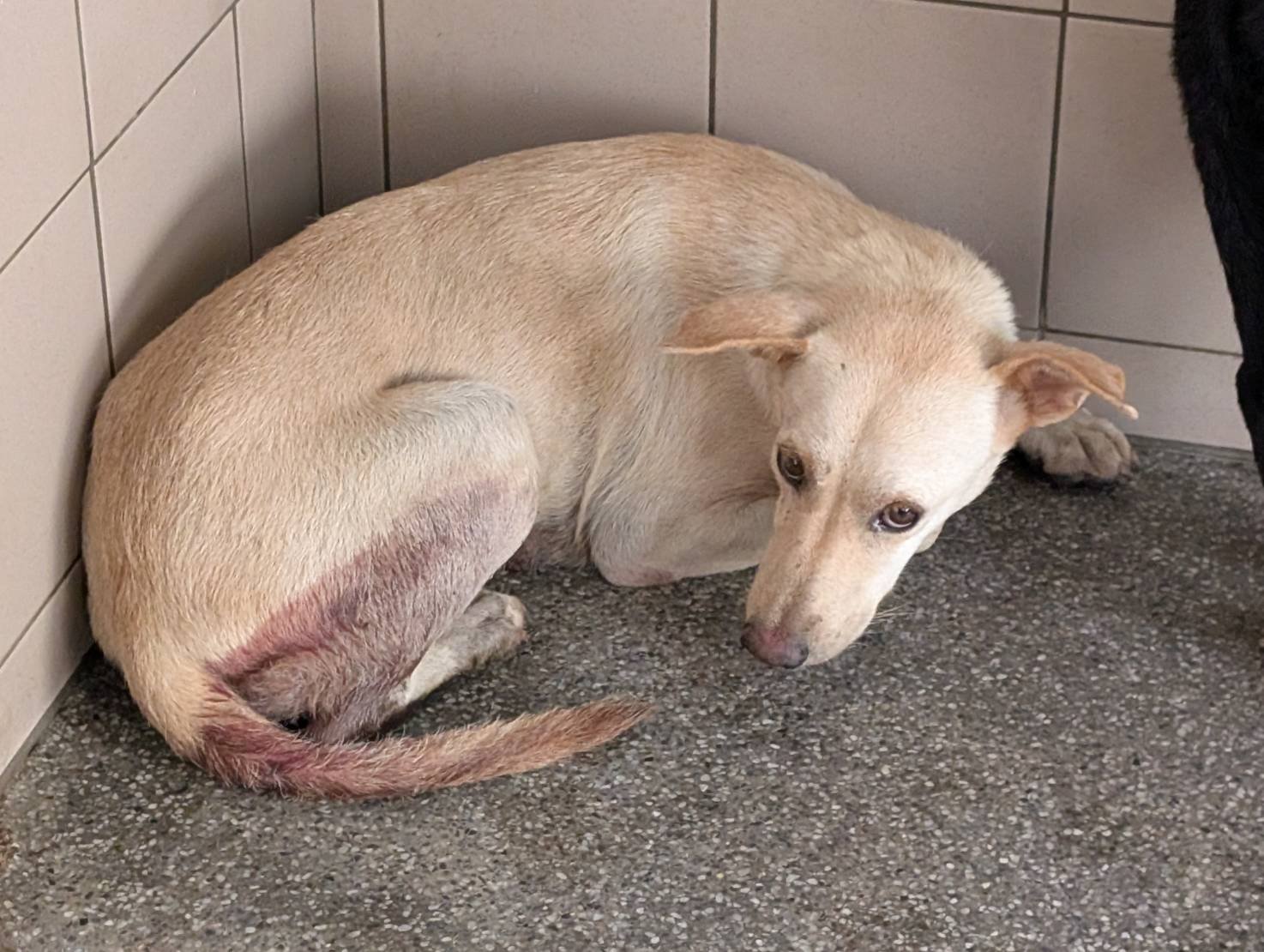 混種犬