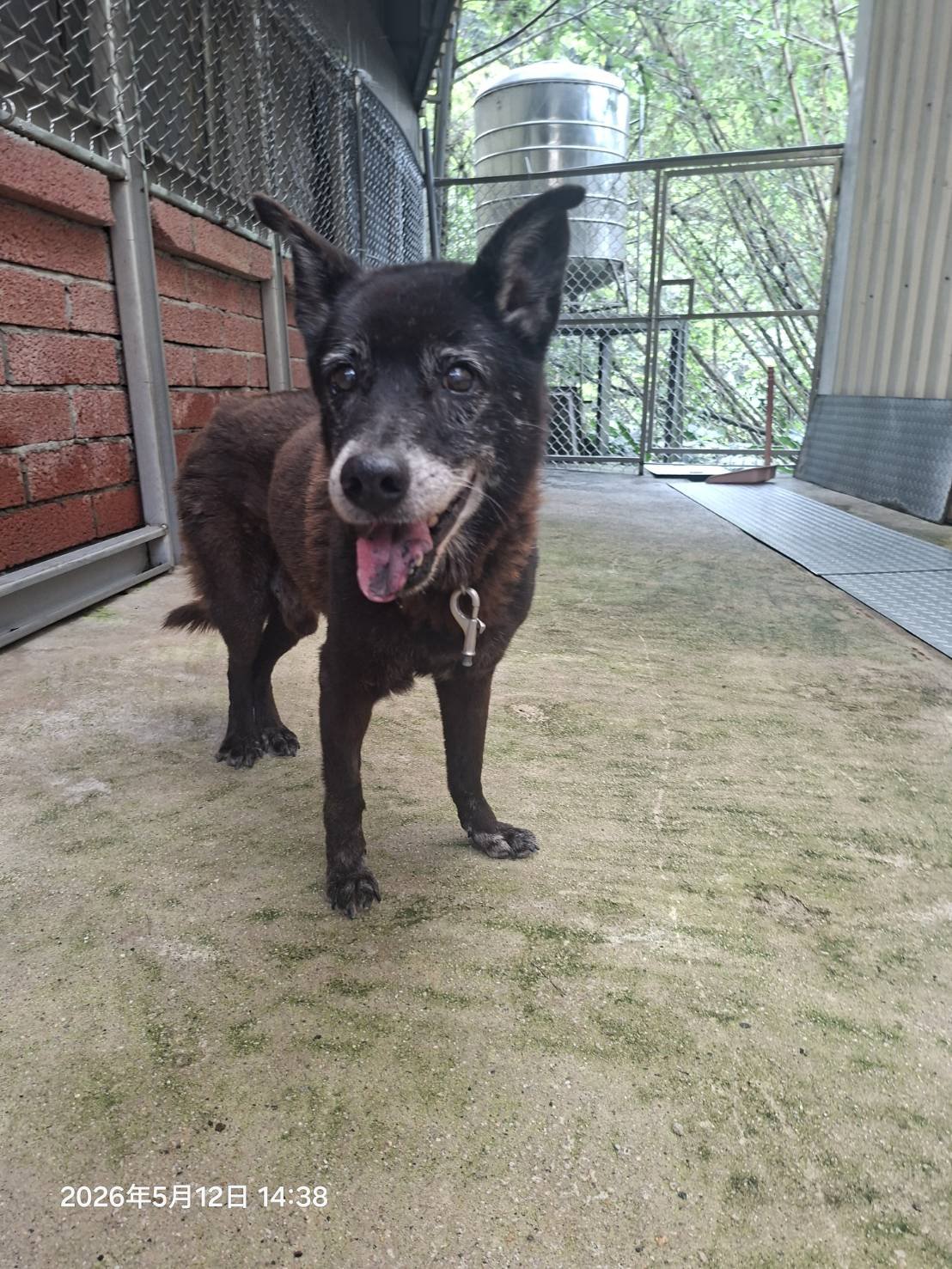 混種犬