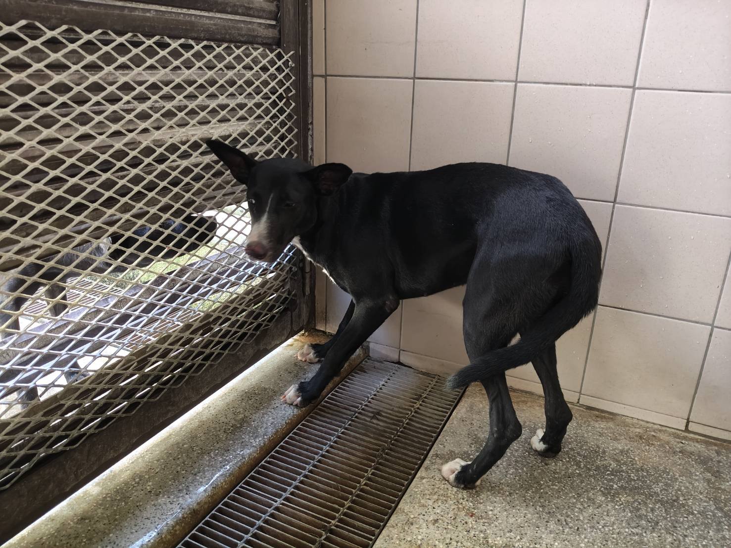 混種犬
