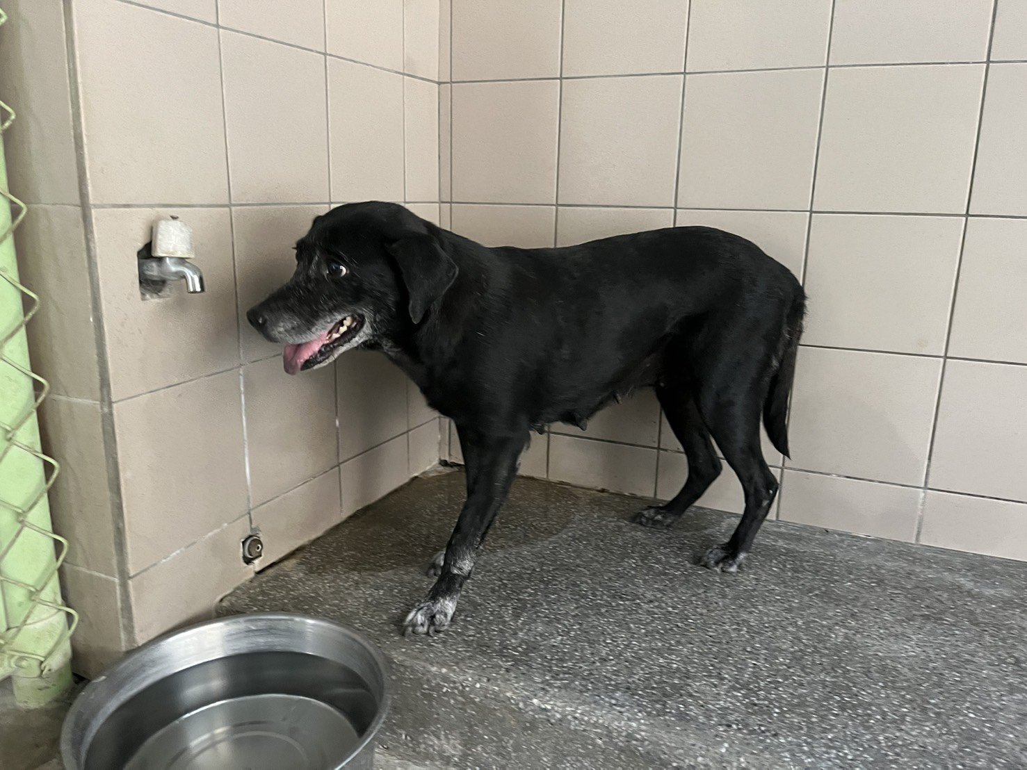 混種犬