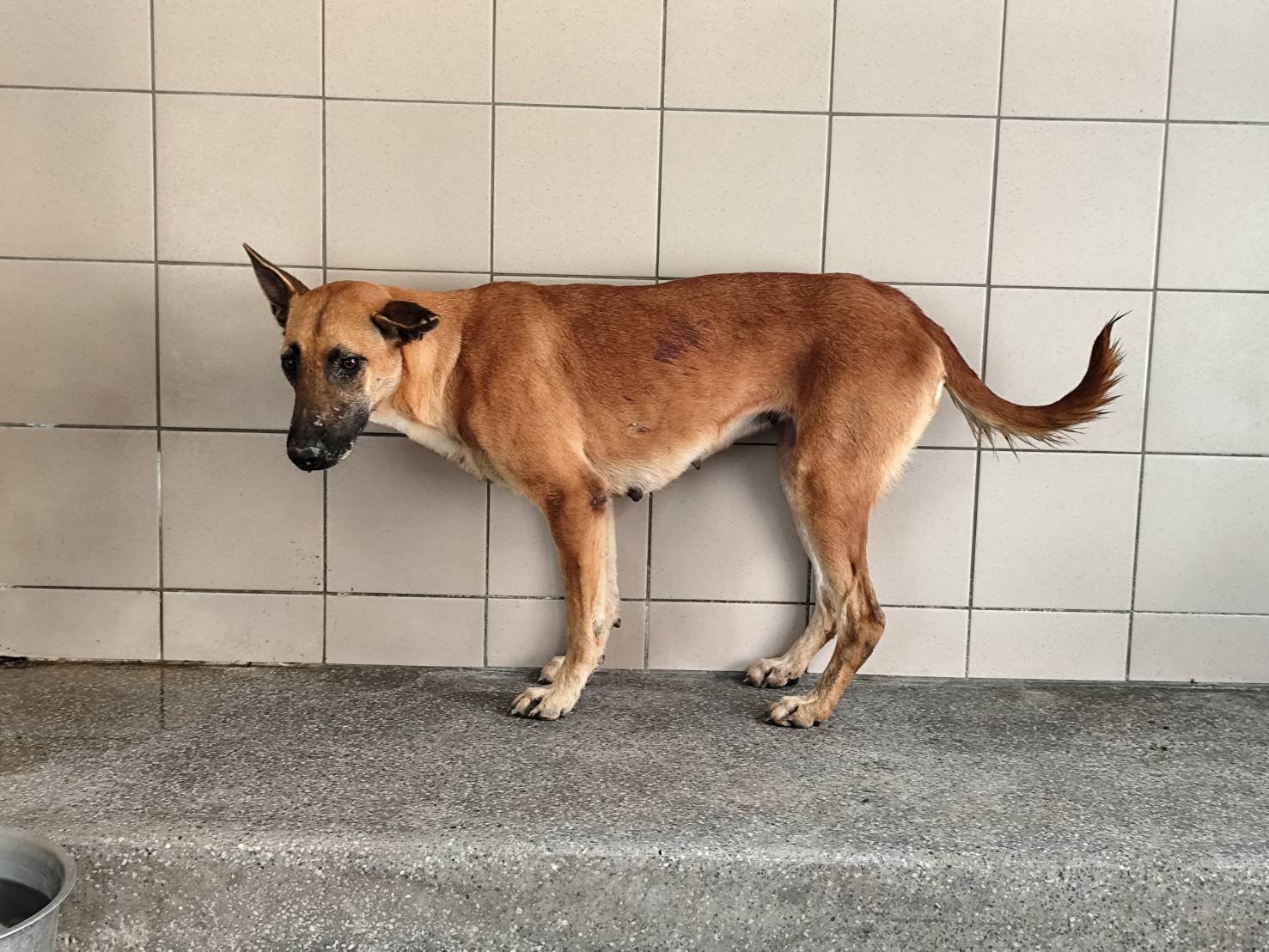 混種犬