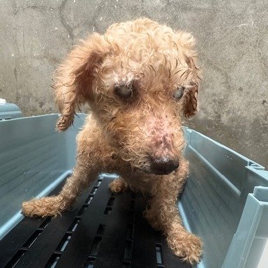 貴賓犬