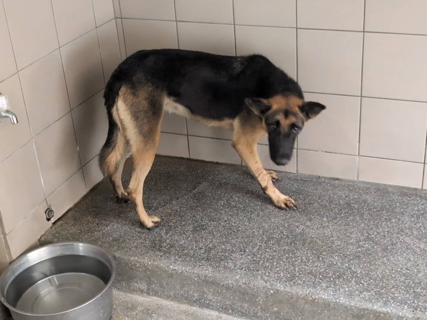 混種犬