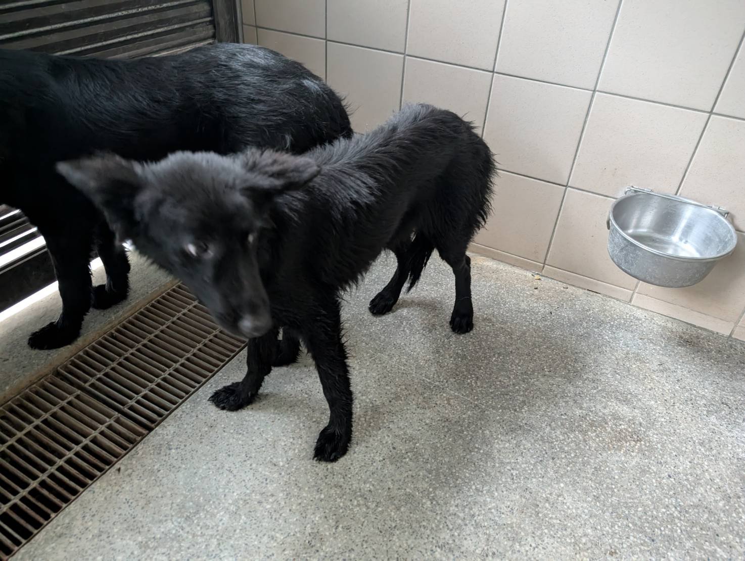 混種犬