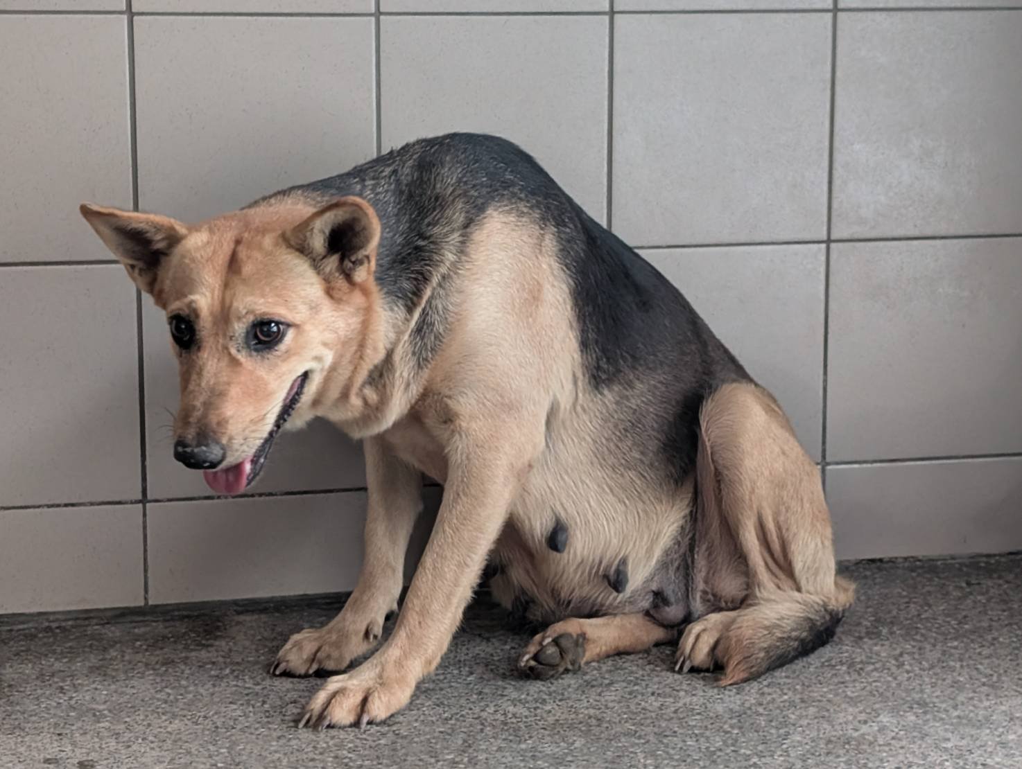 混種犬