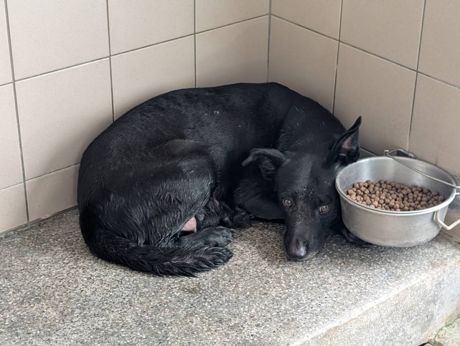 混種犬