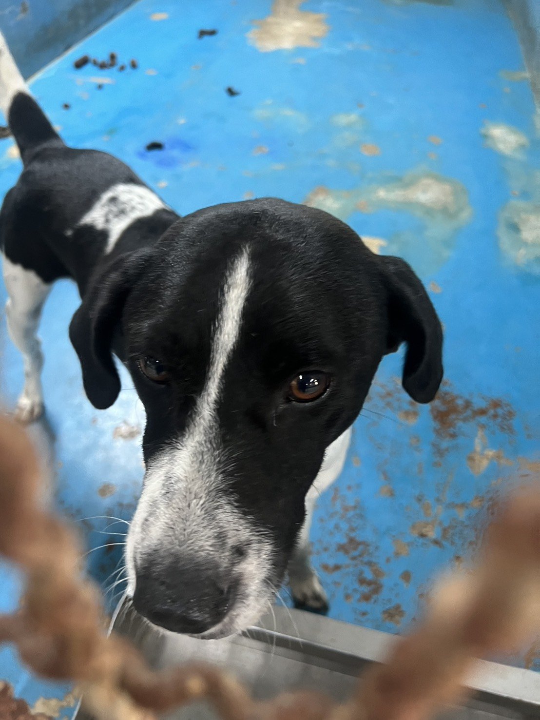 混種犬