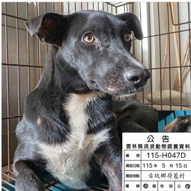 混種犬