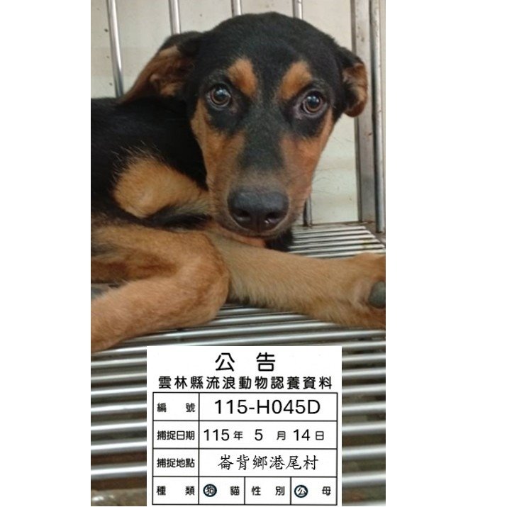混種犬