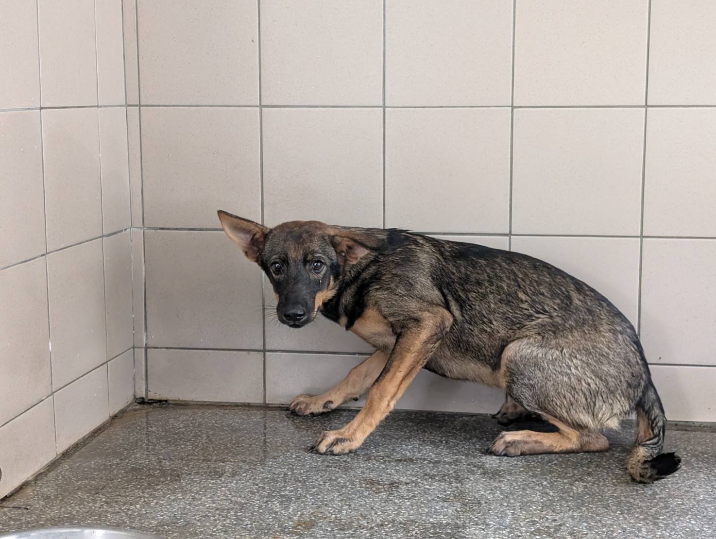 混種犬