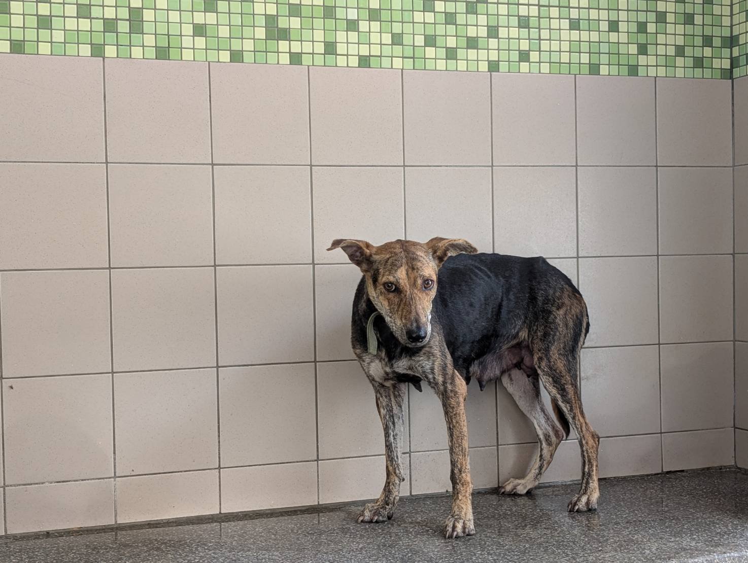 混種犬