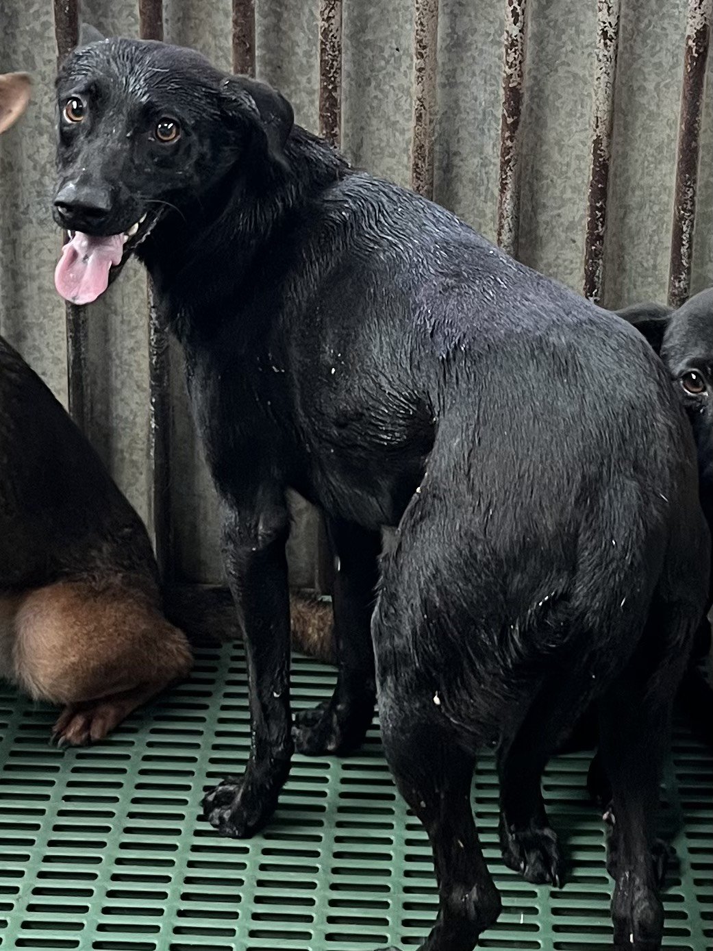 混種犬