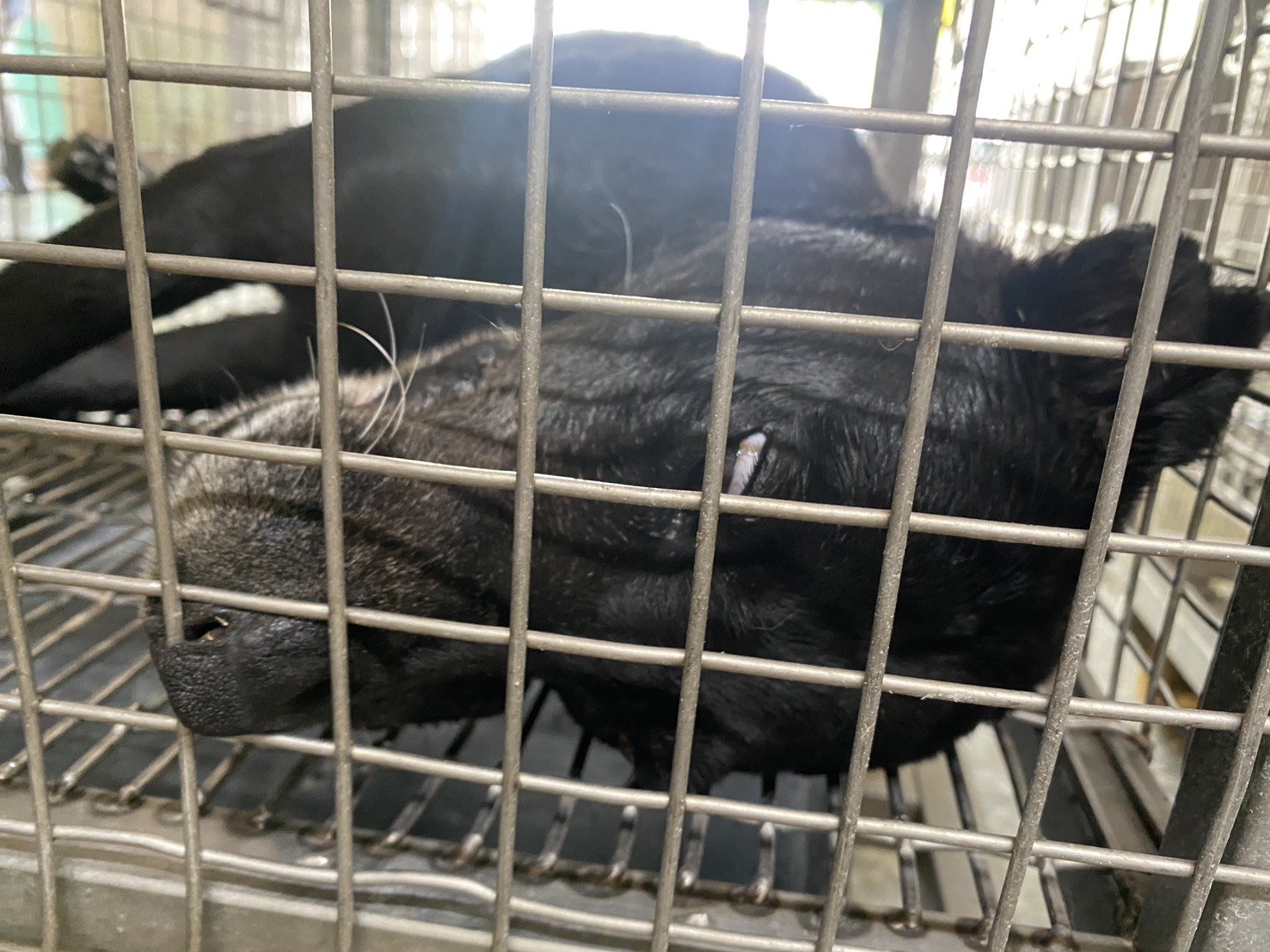 混種犬