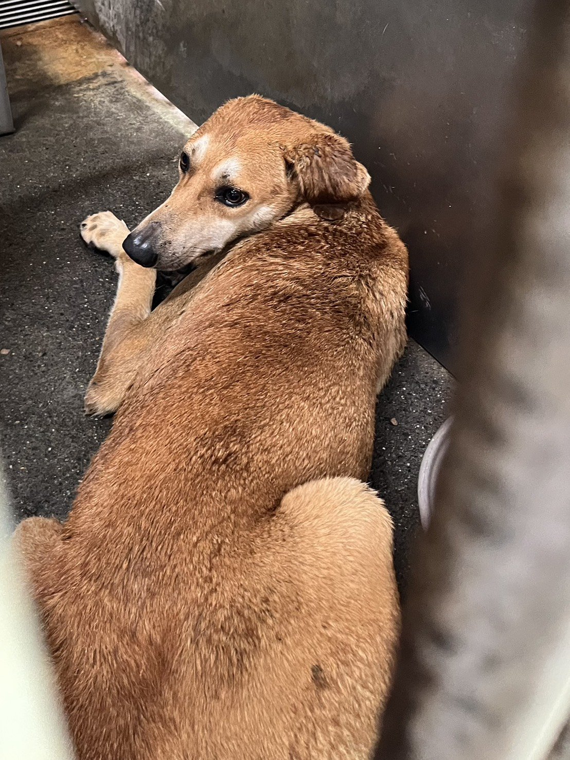 混種犬