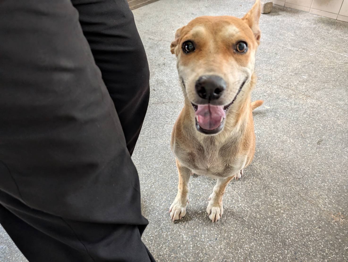混種犬