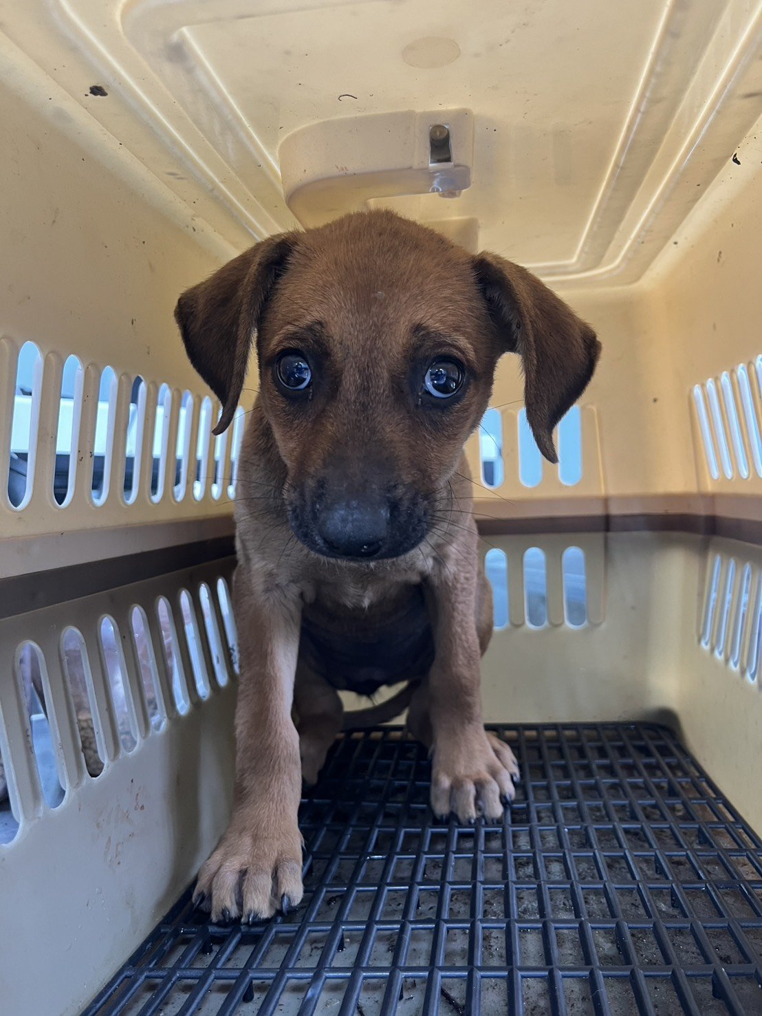 混種犬