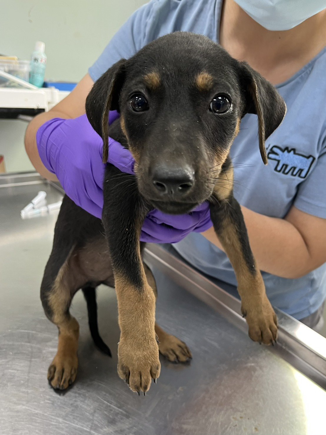 混種犬