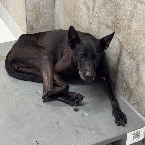 混種犬