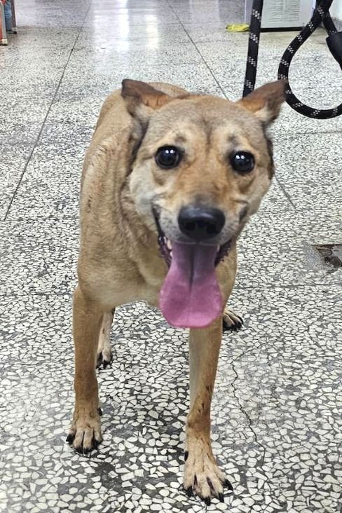 混種犬
