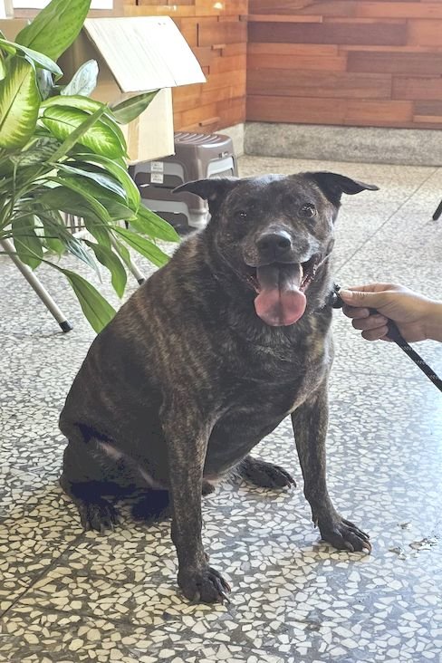 混種犬