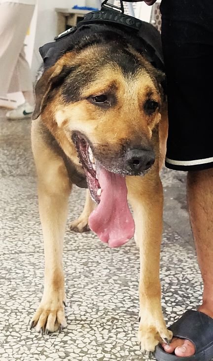 混種犬