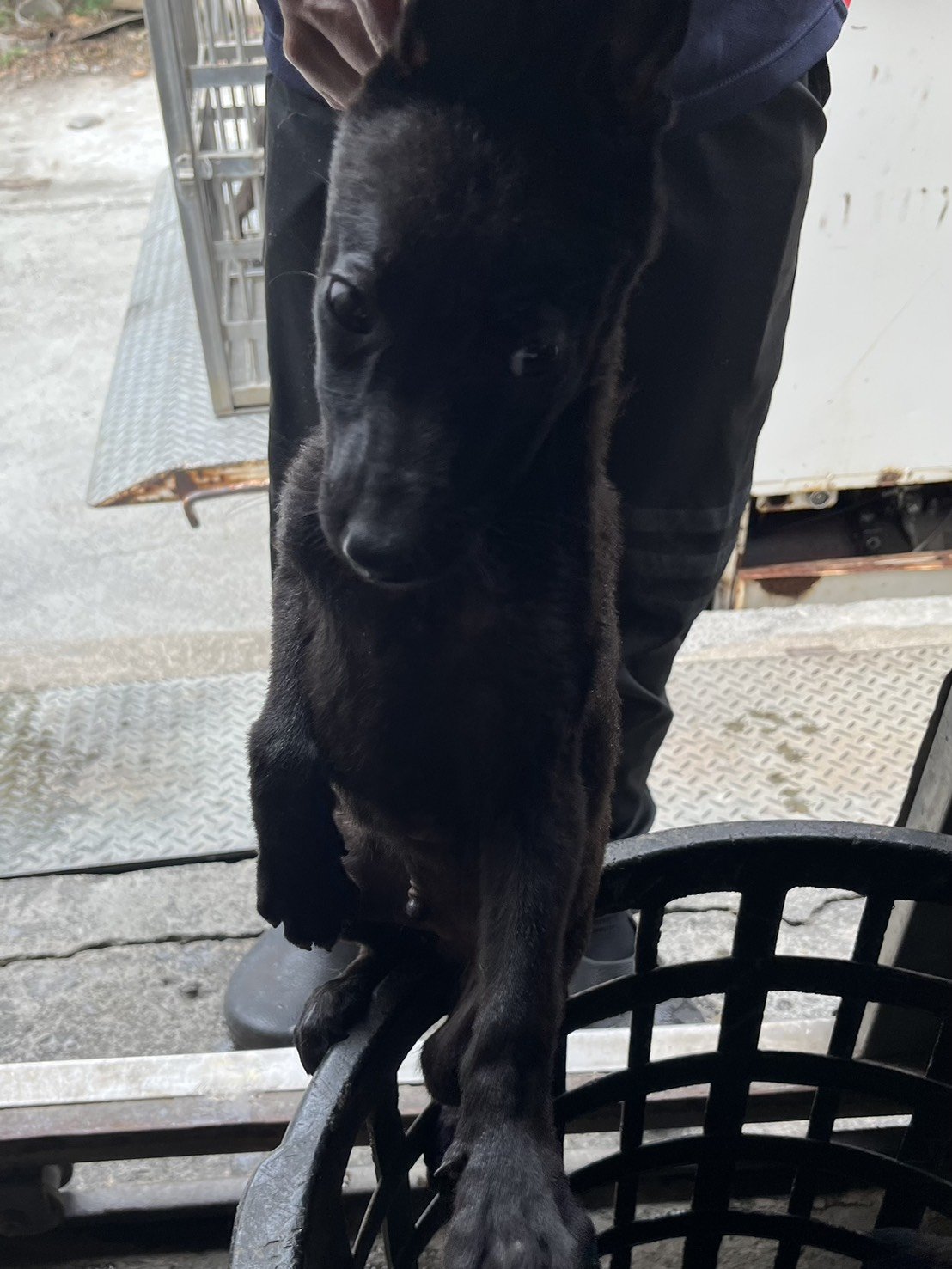混種犬