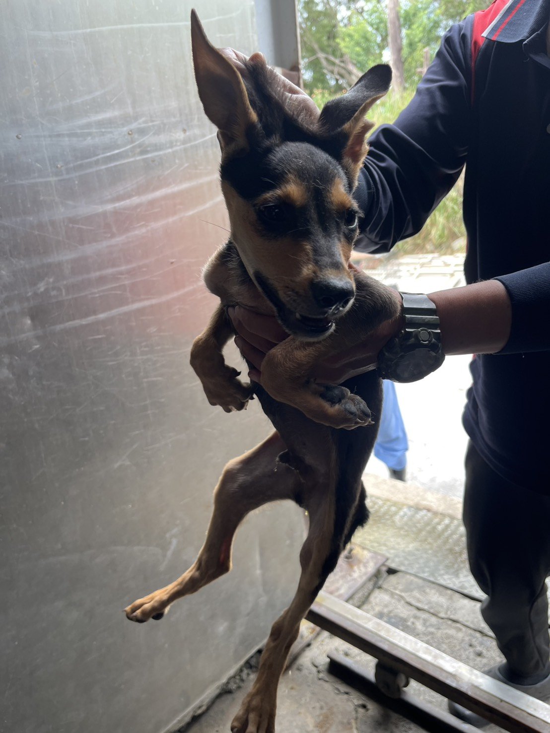 混種犬