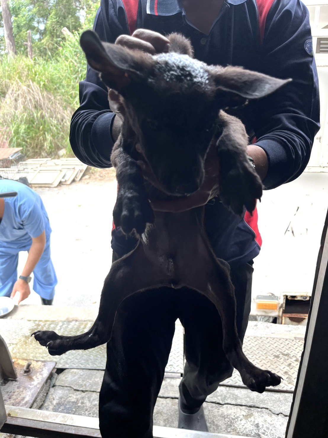 混種犬