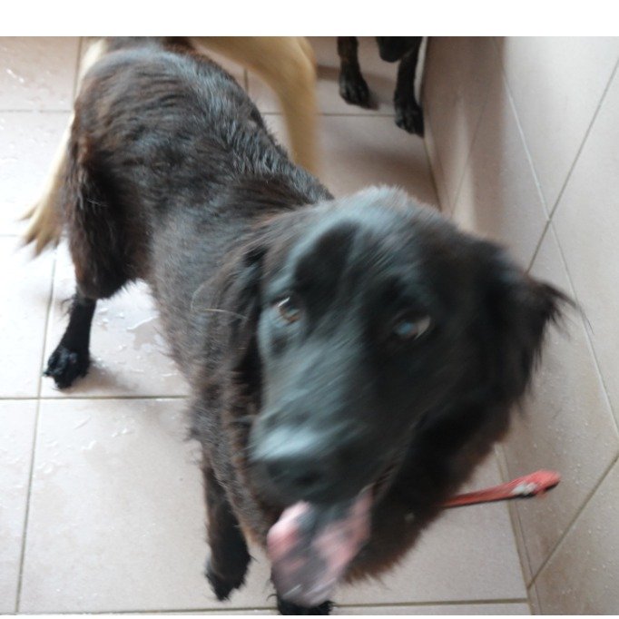 混種犬