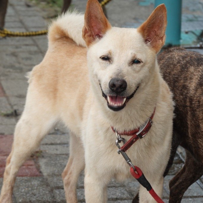 混種犬