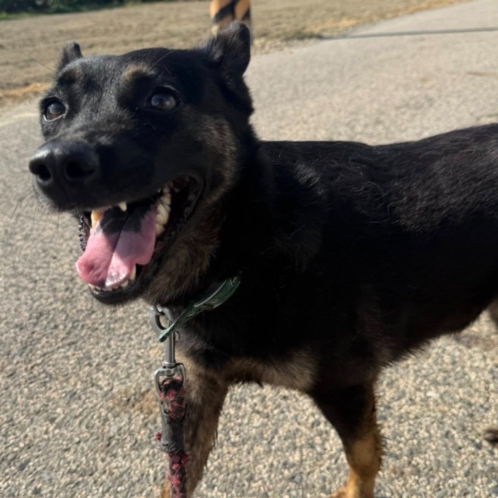 混種犬