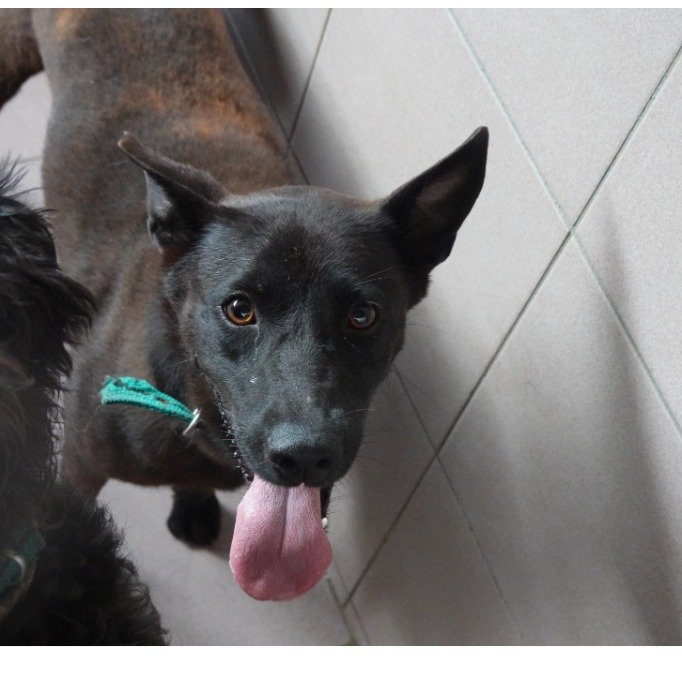 混種犬