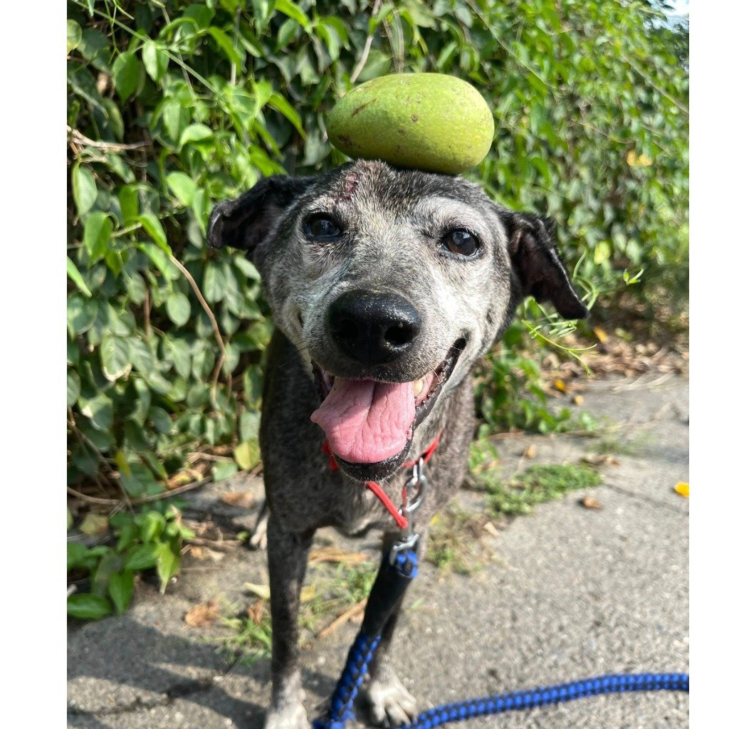 混種犬