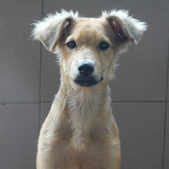 混種犬