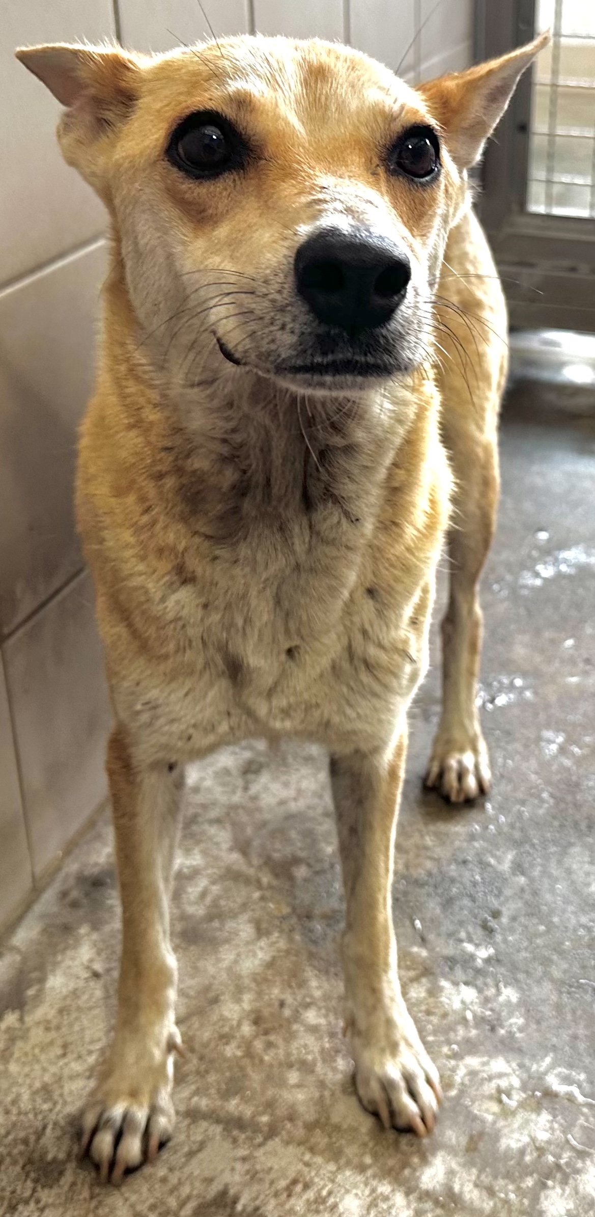 混種犬