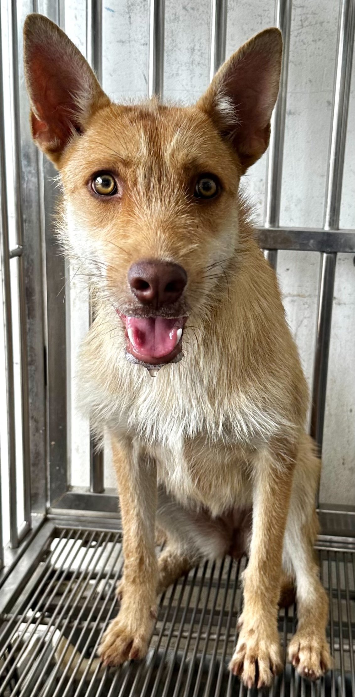 混種犬