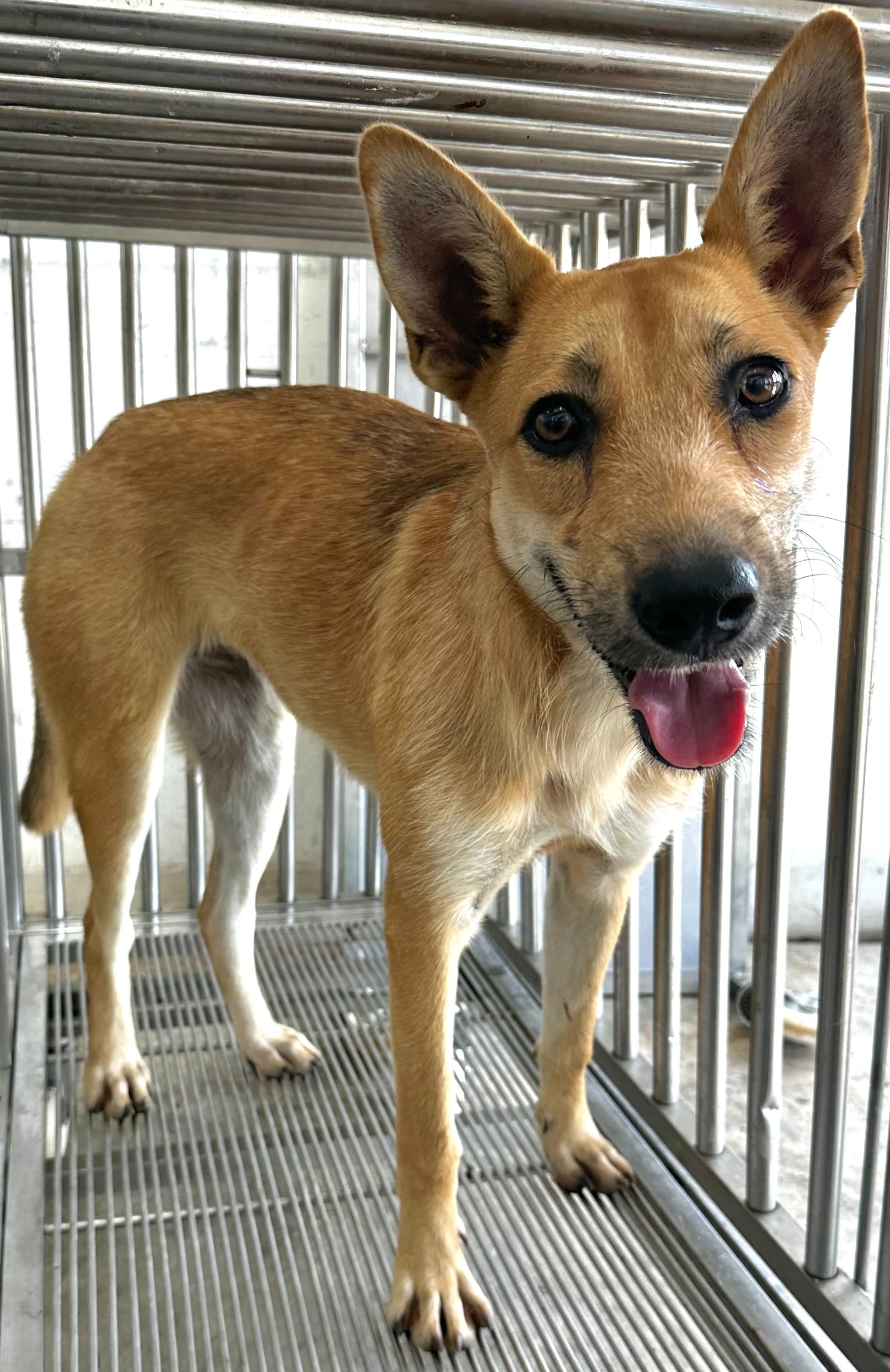 混種犬