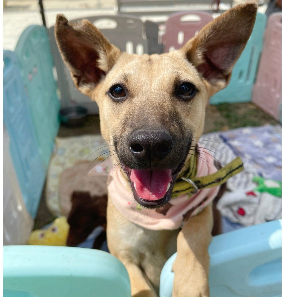 混種犬