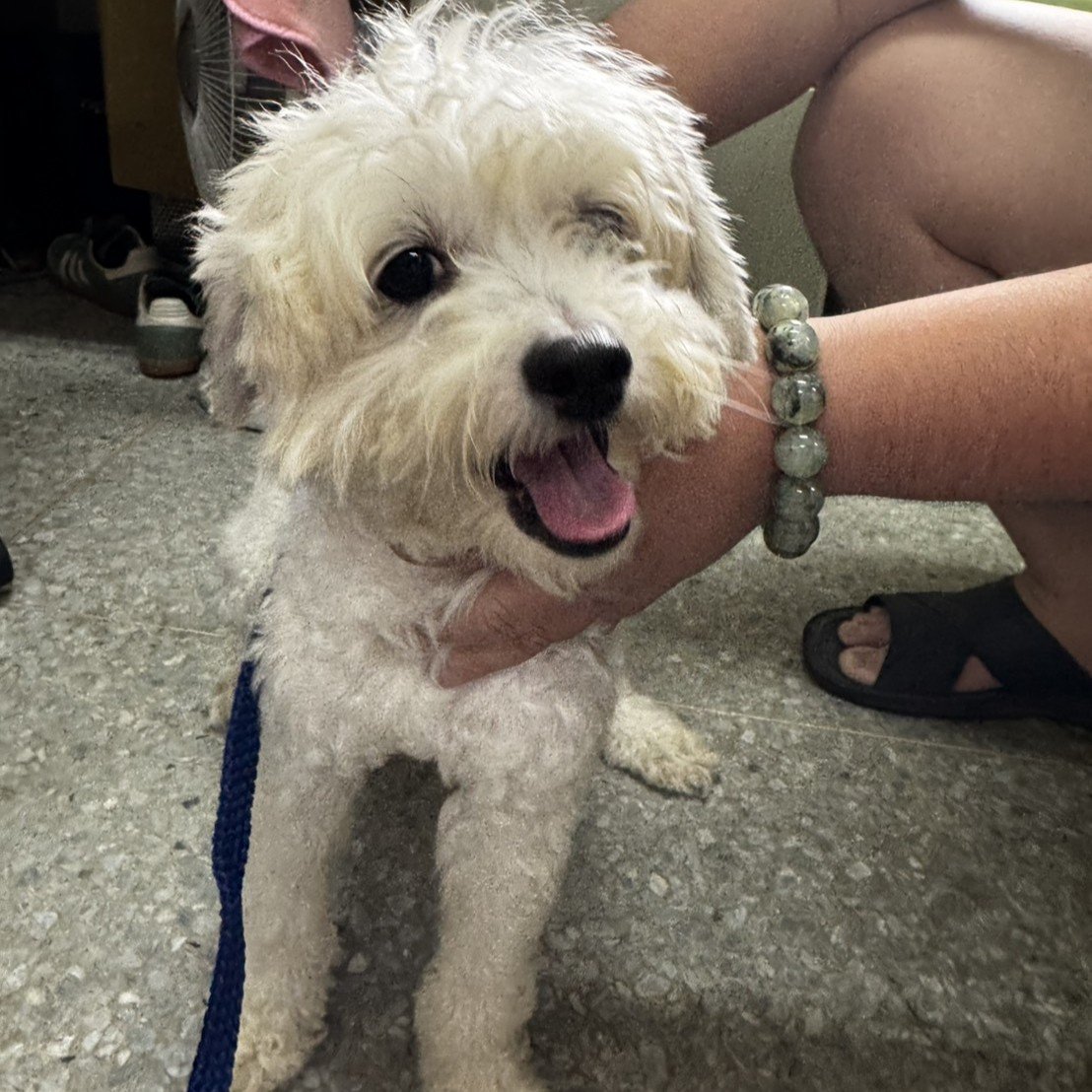 貴賓犬