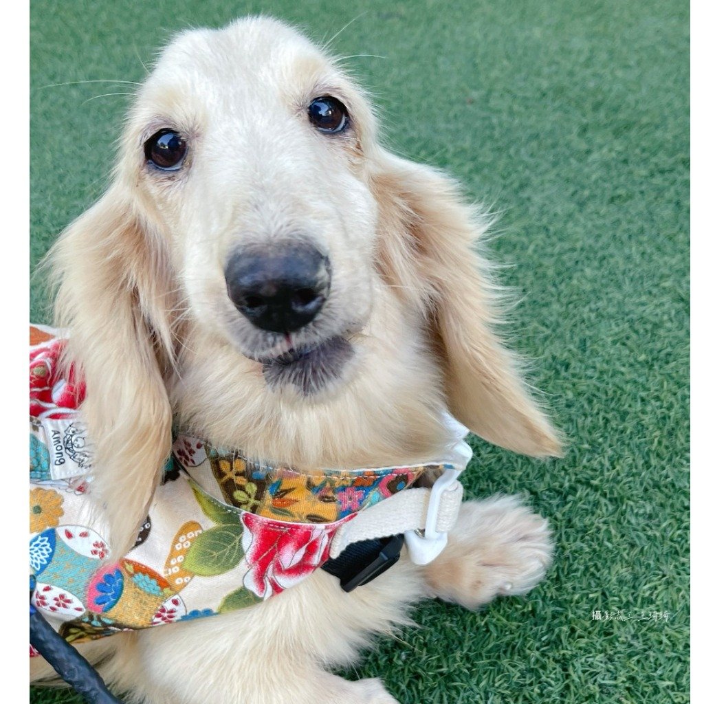 臘腸犬