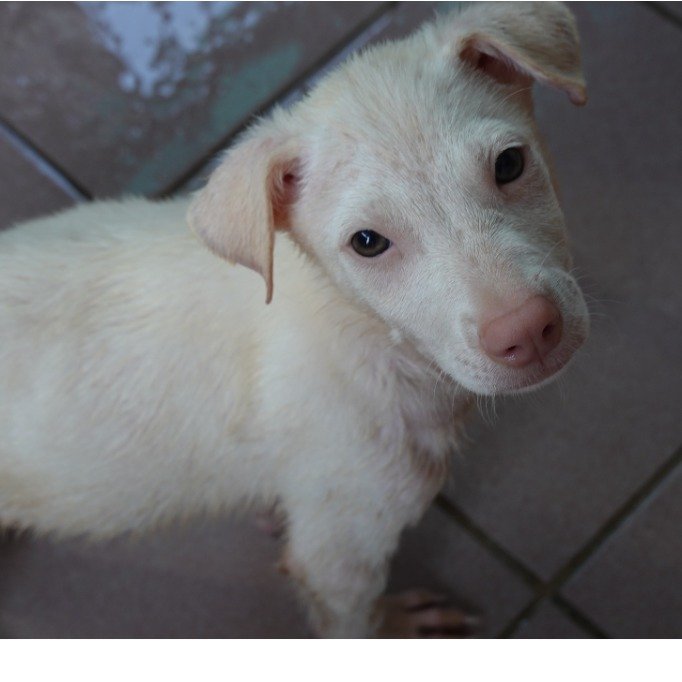 混種犬