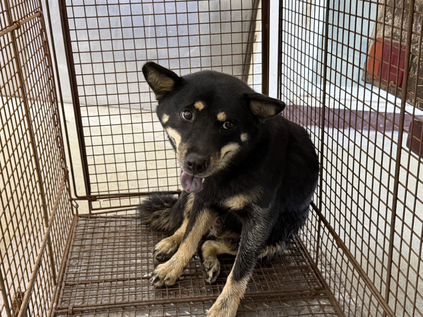 柴犬