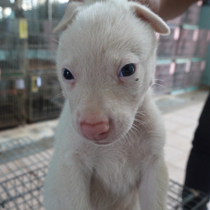 混種犬