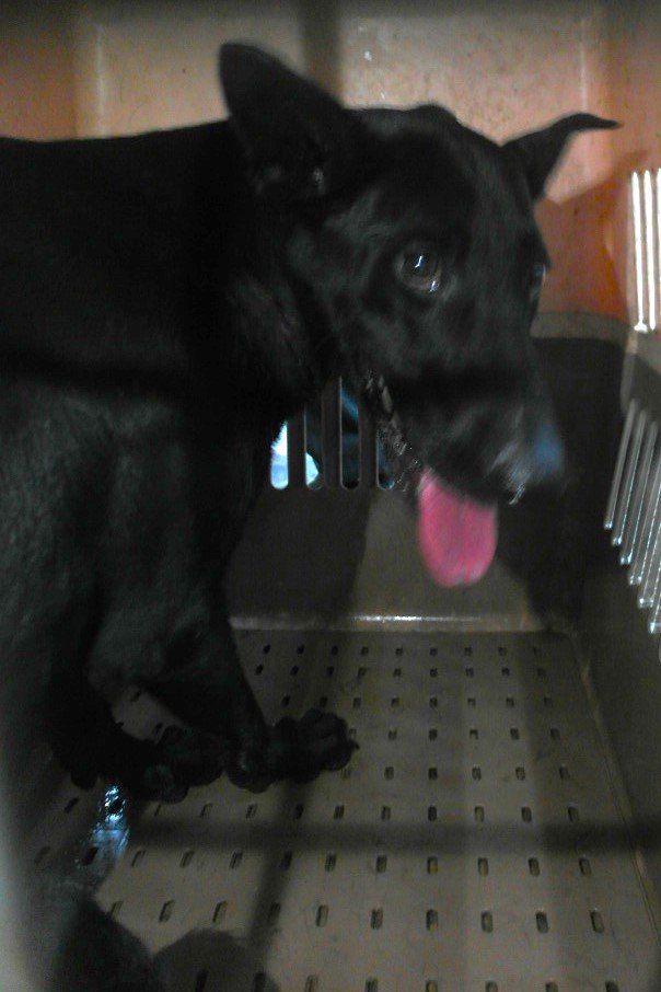 混種犬