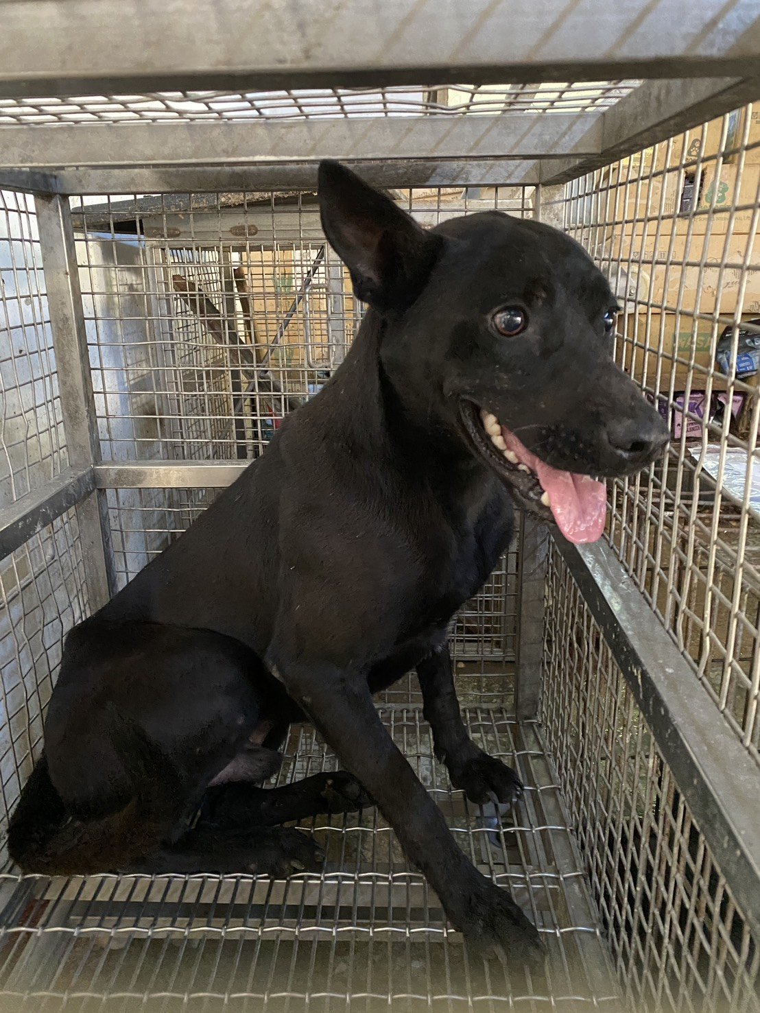 混種犬