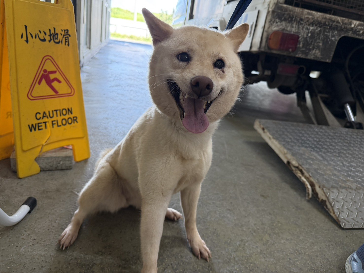 柴犬